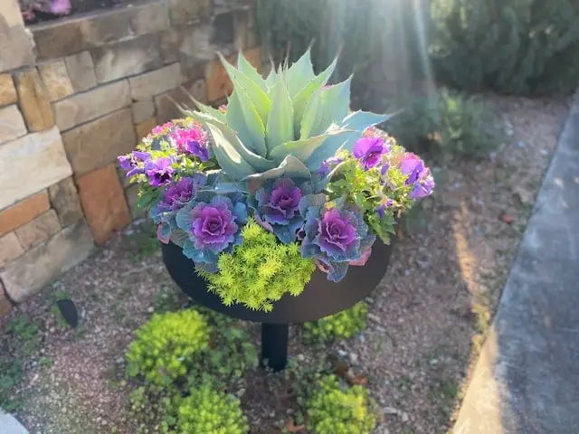 Agave surrounded by ornamental kale in a black bowl planter beside a stone wall