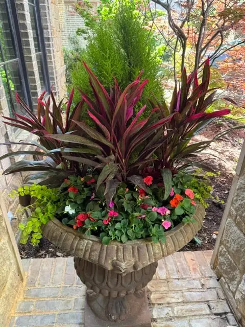 Red cordyline and seasonal blooms in a stone urn beside a brick entry
