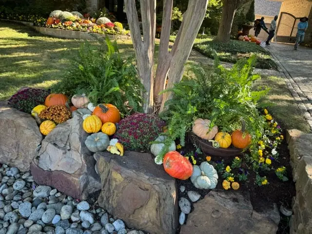Pumpkins, gourds, mums and ferns tucked among boulders beneath a crape myrtle