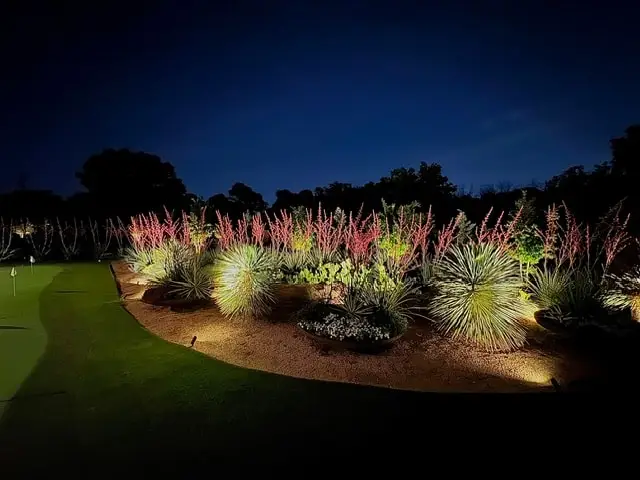 Uplit yuccas and ornamental grasses glowing against a night sky
