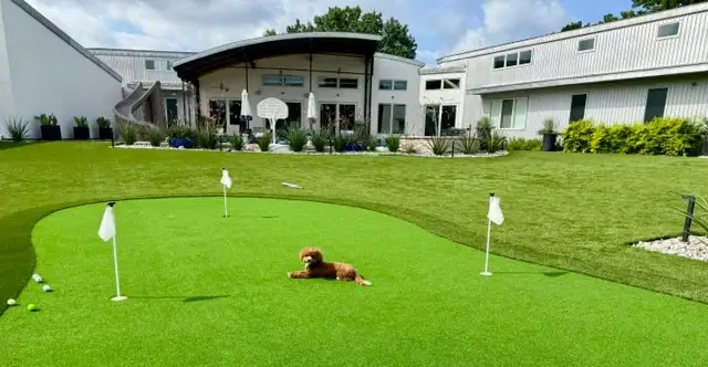Turf putting green with flags in the backyard of a modern white home