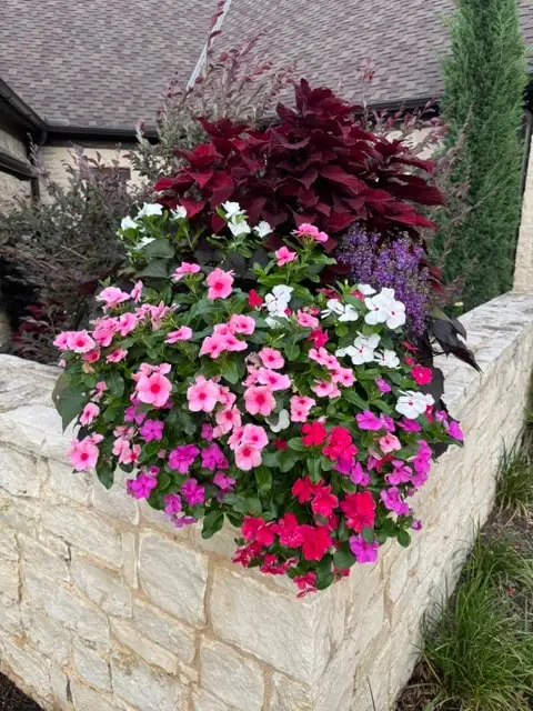 Pink and red vinca with burgundy coleus in a stone raised planter