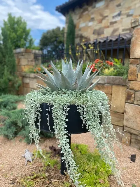 Agave with trailing silver falls dichondra spilling from a raised black planter